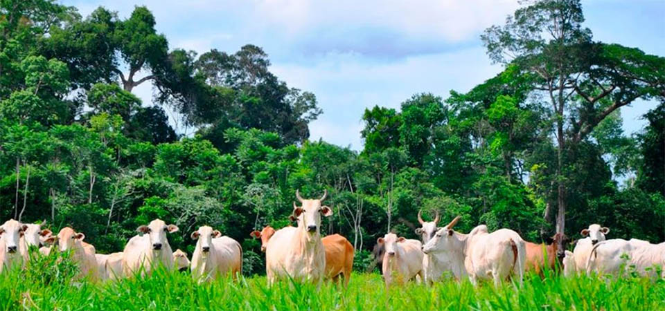 Chuvas previstas para abril podem melhorar condições das pastagens em Mato Grosso