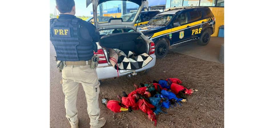 PRF apreende aves e lavra TCO por crime ambiental na BR-070