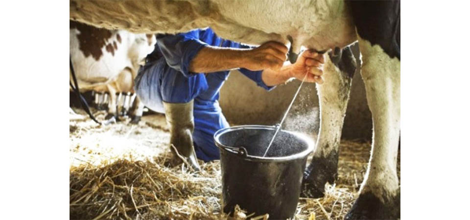 Itanhangá: Cadeia produtiva de gado leite e corte é tema de Dia de Campo