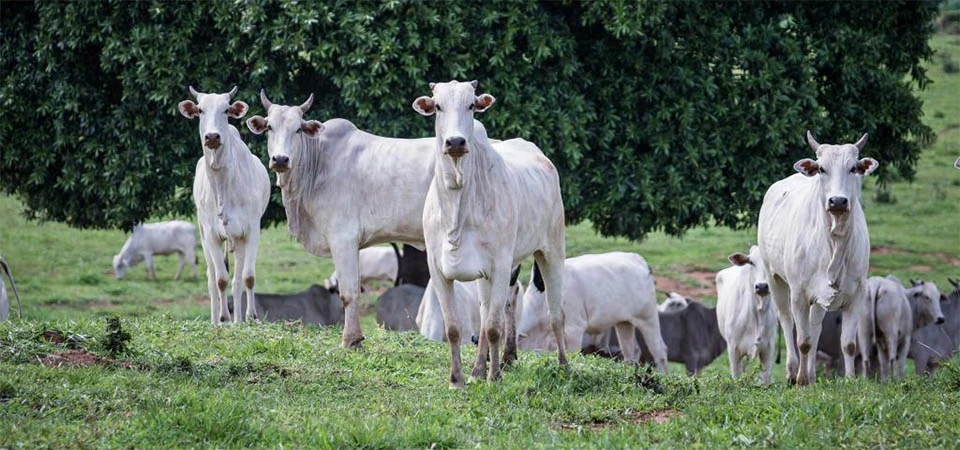 Rebanho bovino de MT conta com 32,1 milhões de cabeças