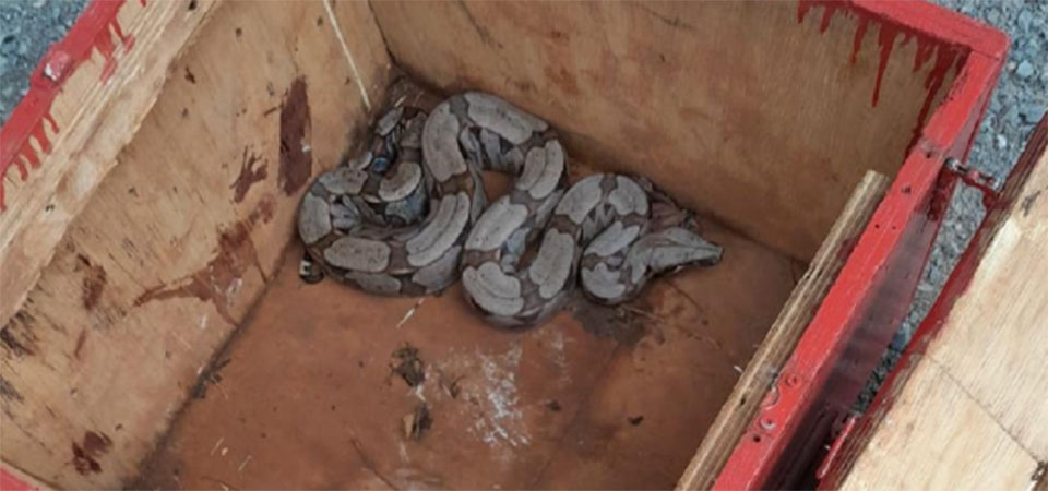 Período de chuva pode aumentar acidentes com animais peçonhentos