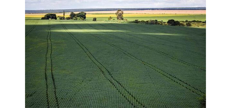 Senado aprova mudança no cálculo do preço mínimo de produtos agrícolas