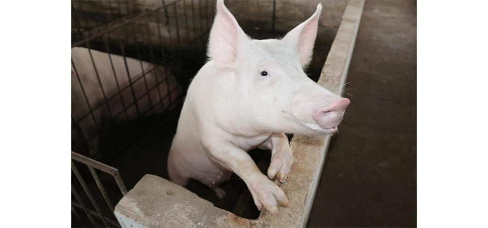 Campanha de atualização de estoque de rebanhos começou em MT ontem, quinta-feira (1)