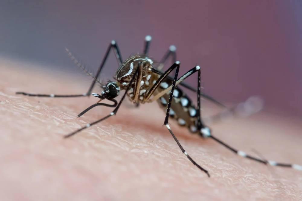 Itanhangá: Secretaria De Saúde reforça cuidados com os criadouros do mosquito da dengue