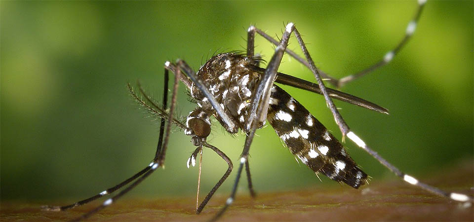 Itanhangá: Secretaria De Saúde orienta moradores para o combate ao mosquito Aedes aegypti