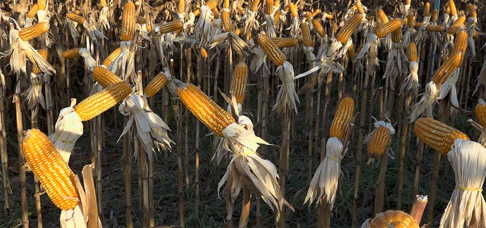 Safrinha de Milho 2025: Desafios climáticos e mercadológicos requerem manejo estratégico