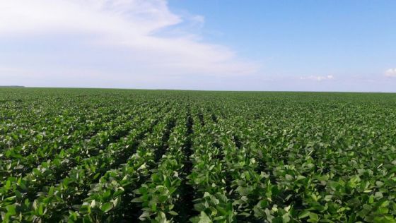 Produtores de soja têm até dia 15 para cadastrar área plantada