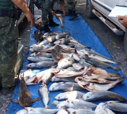 Pescadores de SP são detidos com 302 kg de pescado irregular em MT