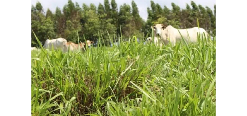 Condição do pasto é ponto fundamental para a produtividade pecuária