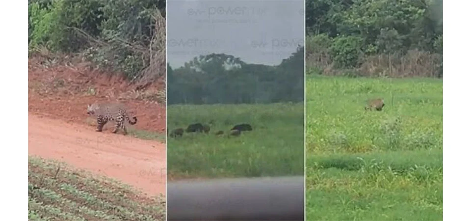 Onça-pintada é flagrada capturando porco-do-mato. Vídeo