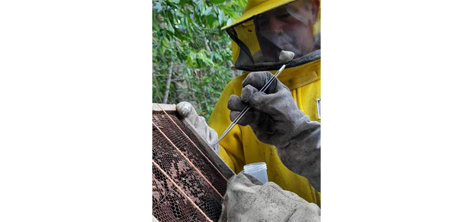 Indea orienta produtores a registrarem apiários e informar casos suspeitos de Cria Pútrida Européia