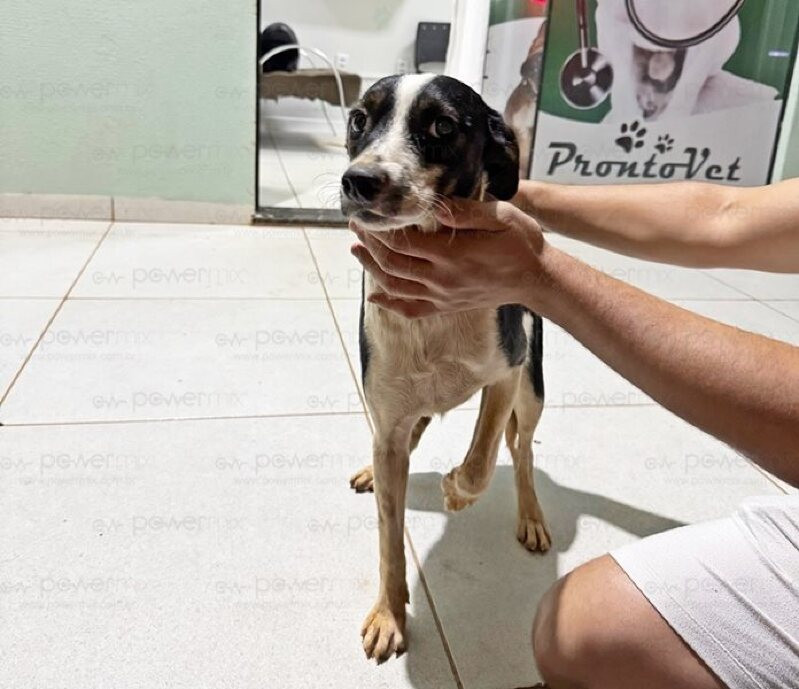 Homem flagrado estuprando cachorro é preso
