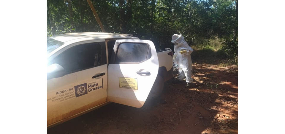 Brasnorte: Indea investiga morte de pelo menos um milhão de abelhas