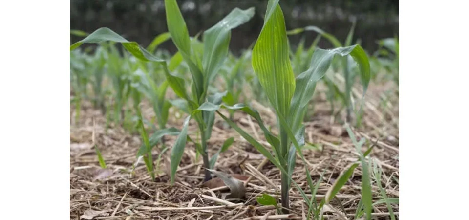 Cresce alerta sobre pragas no milho e cuidado com manejo será crucial