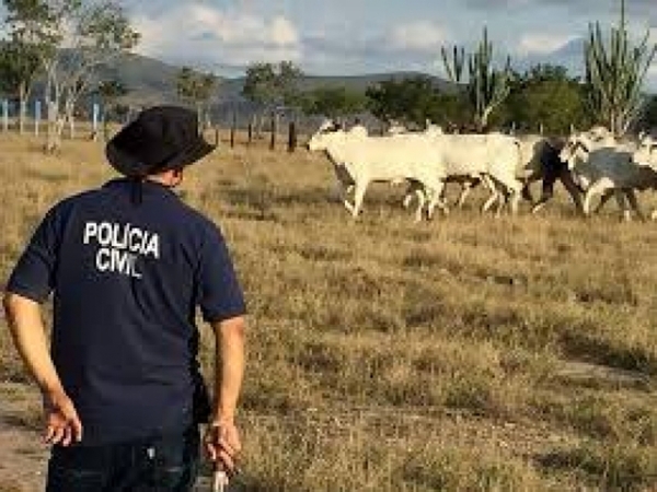 Itanhangá: Polícia Civil recupera 105 cabeças de gado subtraídas de fazenda