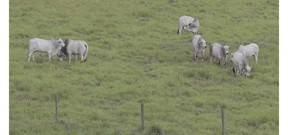 Primeira cultivar brasileira de Brachiaria decumbens chega ao mercado