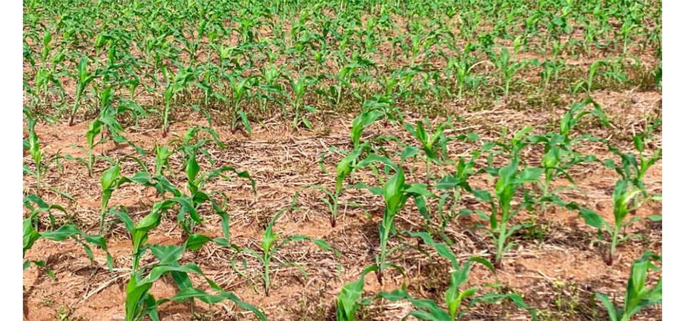 Instituto prevê aumento na área cultivada de milho em Mato Grosso