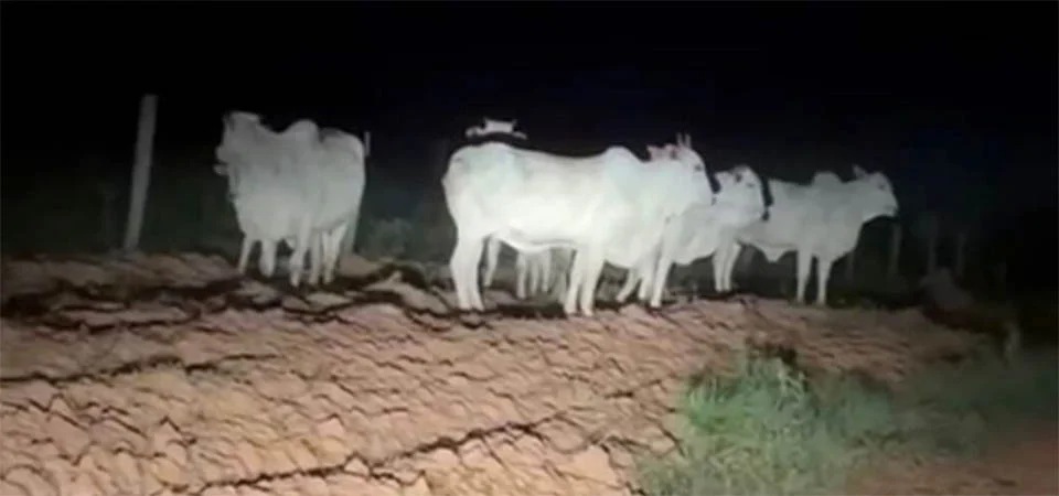 Patrulha Rural impede furto de gado e prende quadrilha em flagrante