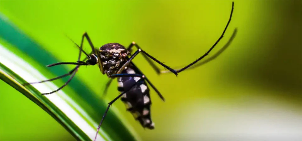 Boletim aponta 39 mortes por dengue em Mato Grosso e 12 por chikungunya