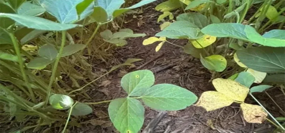 Doenças da soja exigem atenção redobrada no início da safra em Mato Grosso
