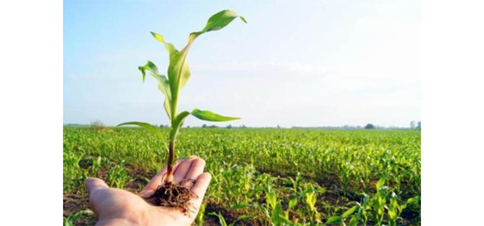 A importância do agricultor para a qualidade de vida da população