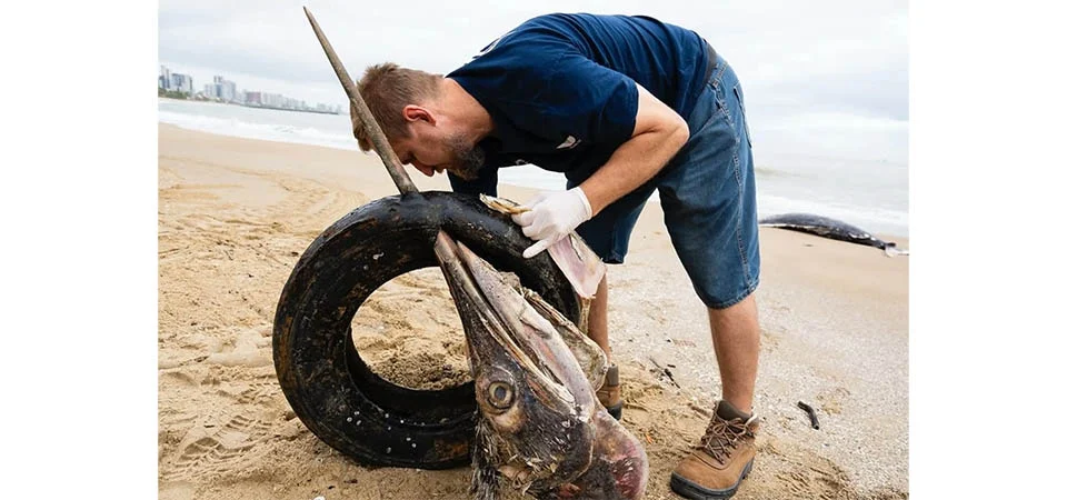 Peixe gigante é encontrado morto com pneu preso no bico