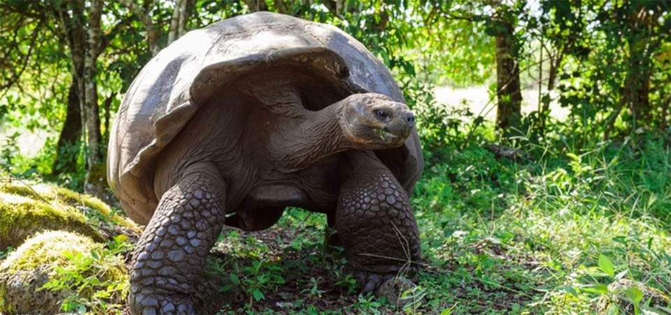 Por que as tartarugas vivem tanto tempo e outros animais, tão pouco?