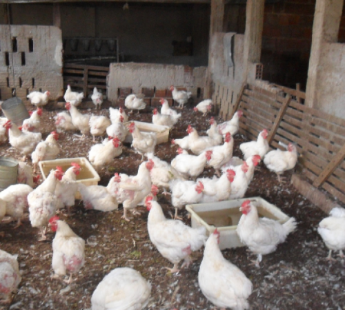 Polícia apreende mais de 500 aves vivas e 200 frangos em abatedouro clandestino em Cuiabá