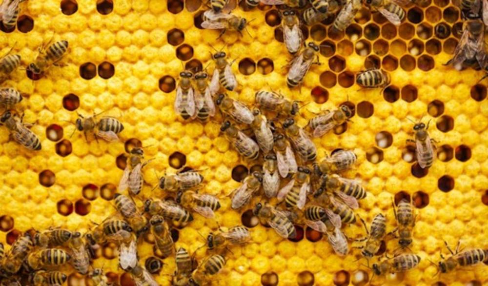 Como mais de 800 mil abelhas foram roubadas de uma fazenda na Austrália