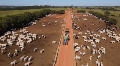 Pecuaristas começam o confinamento dos bois em MT