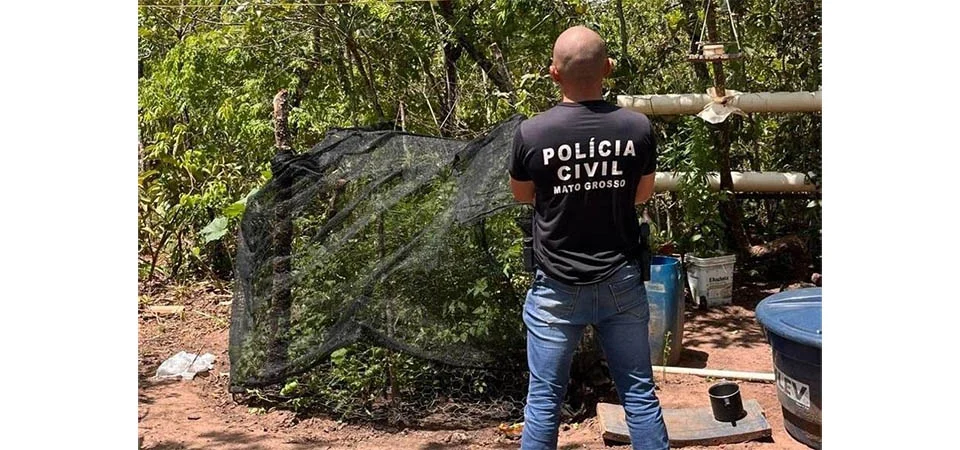 Polícia Civil prende homem flagrado com plantação de maconha na zona rural