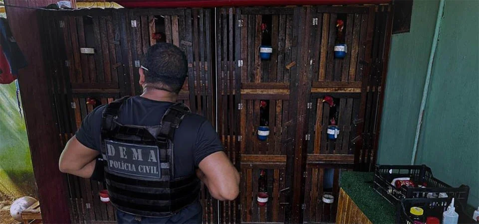 Polícia Civil resgata galos utilizados em rinhas e prende proprietário das aves por maus-tratos