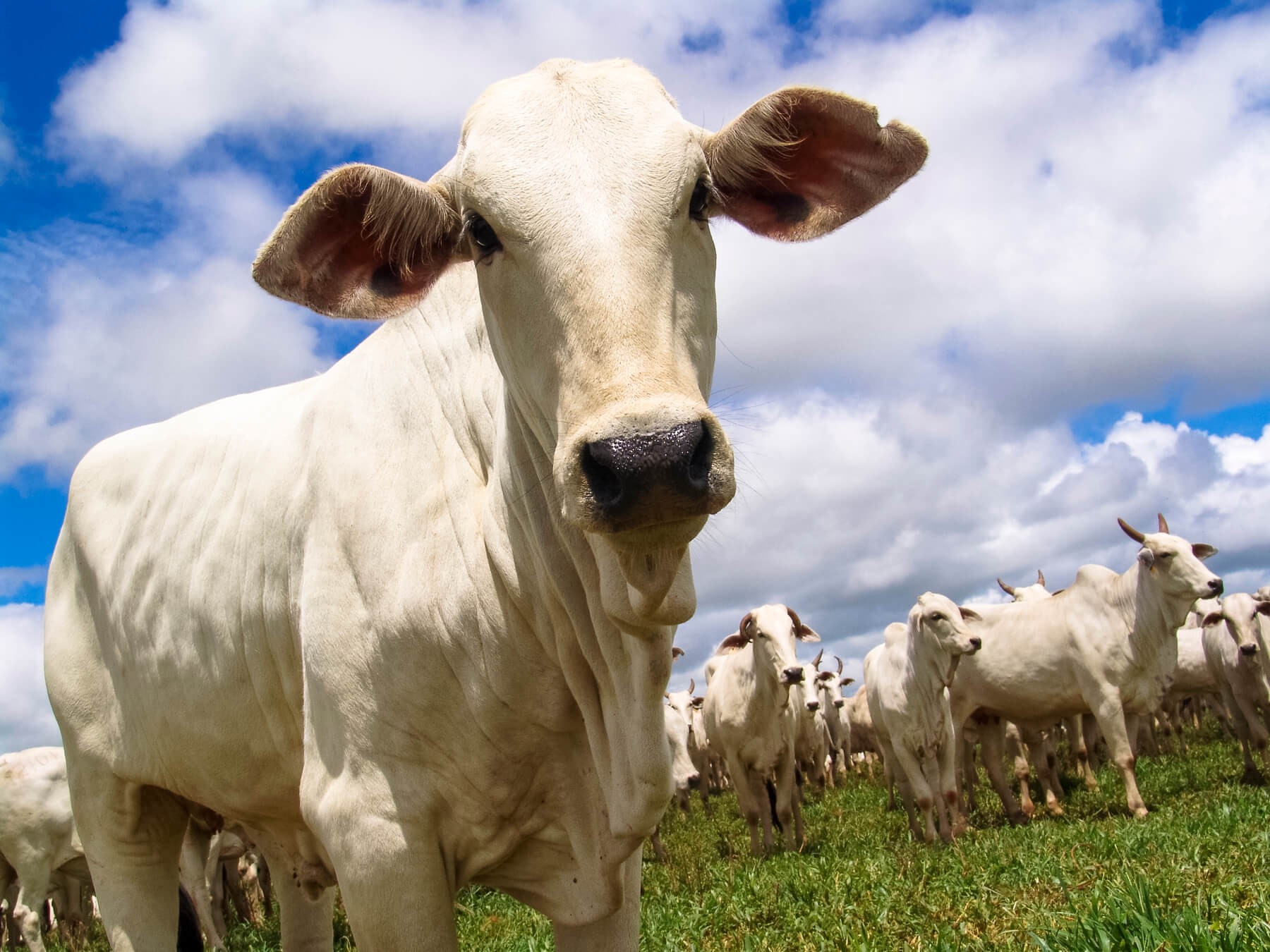 Homem perde R$ 30 mil após comprar gado de desconhecido