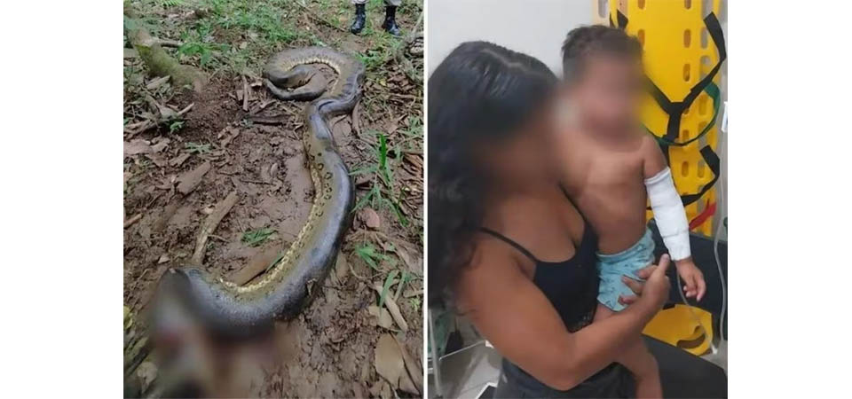 Menino de 2 anos é atacado por sucuri de 6 metros