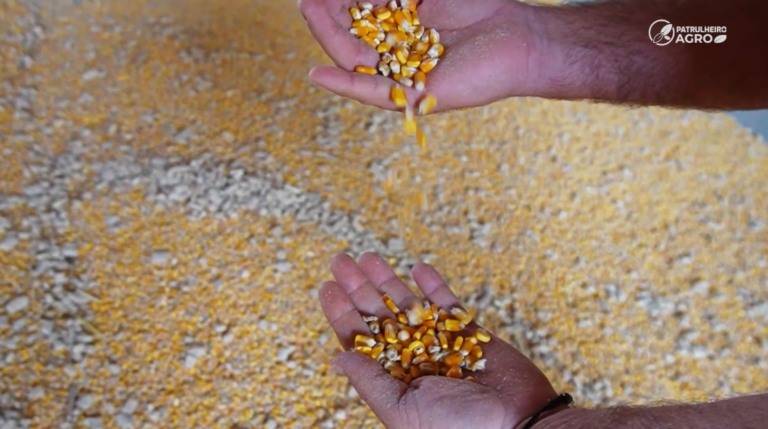 Produtores de Mato Grosso contestam descontos por milho avariado e alertam para crise de rentabilidade