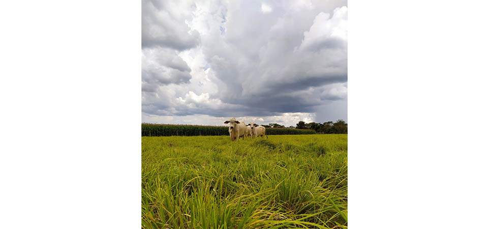 Inteligência artificial é capaz de mapear áreas com integração lavoura-pecuária