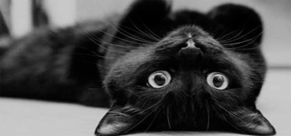 Homem mata gato degolado e ameaça moradores: “depois vocês”