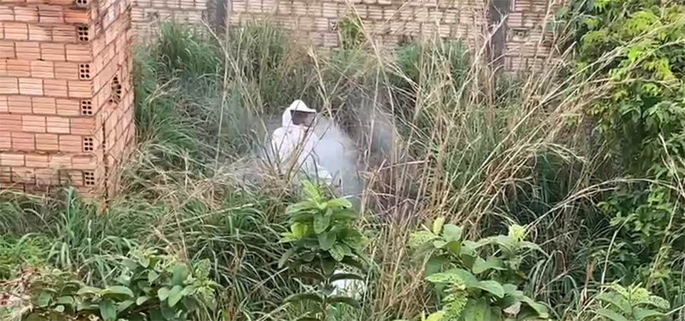 Itanhangá: Enxame de abelhas está sendo retirado por apicultor de Tapurah. Vídeos