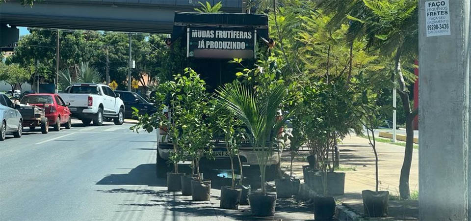 Itanhangá: INDEA orienta a não comprar plantas de ambulantes