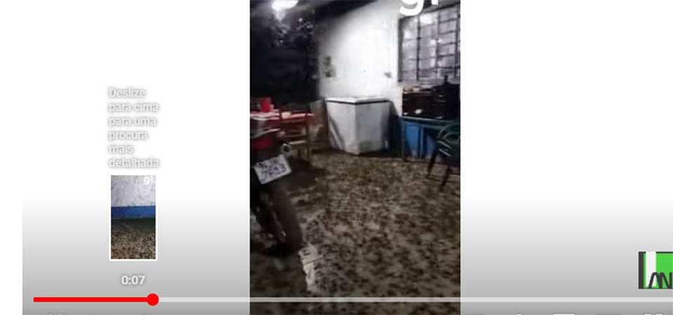 Nuvem de gafanhotos invade lavoura de milho e destrói plantação
