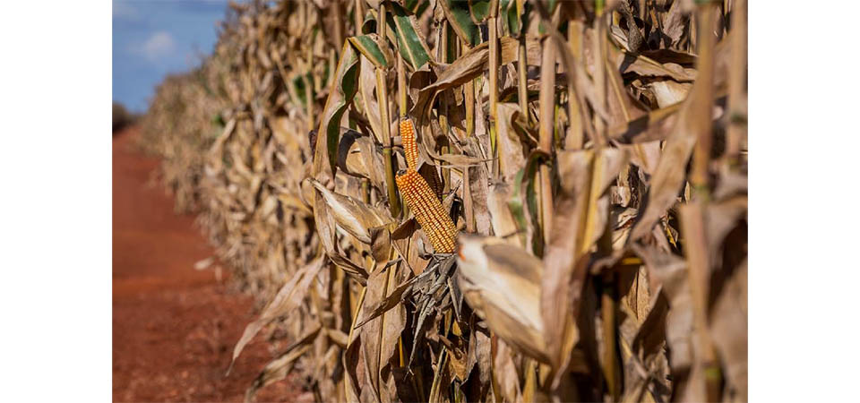 Políticas fiscais e capacidade de produção geram crescimento da indústria de biocombustível em MT