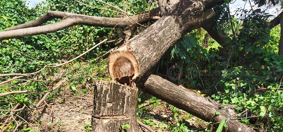 Homem morre ao prender pés em brotos e ser esmagado por árvore