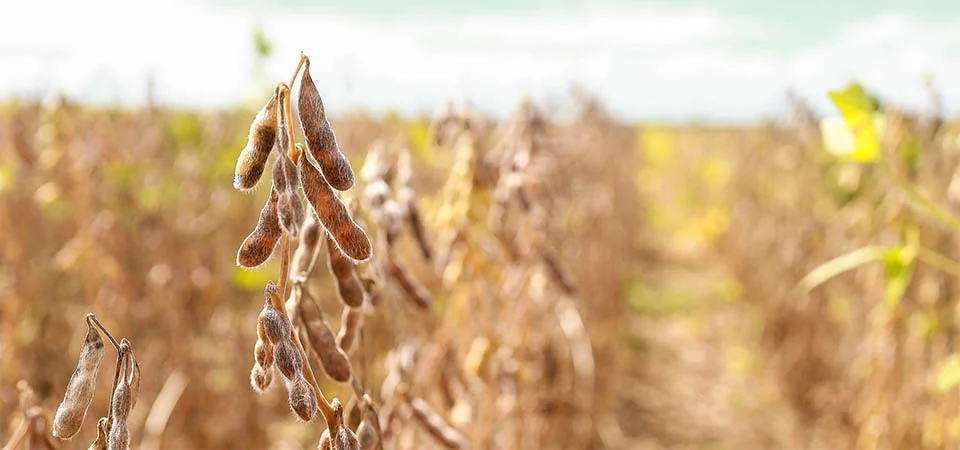 Aprosoja MT fortalece o agro com diagnóstico socioambiental que valoriza boas práticas no campo