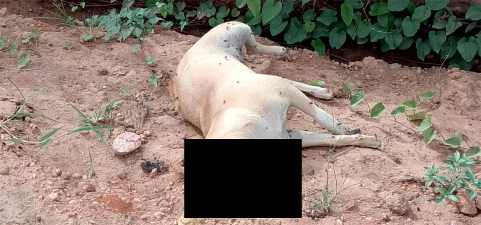 Itanhangá: Animais mortos estão sendo jogados à beira de estradas