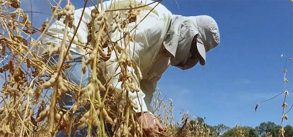 Agronegócio emprega 28,2 milhões de pessoas em 2024 e representa 26% das ocupações do País