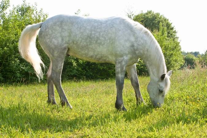 Cavalos podem perceber medo humano, de acordo com veterinários