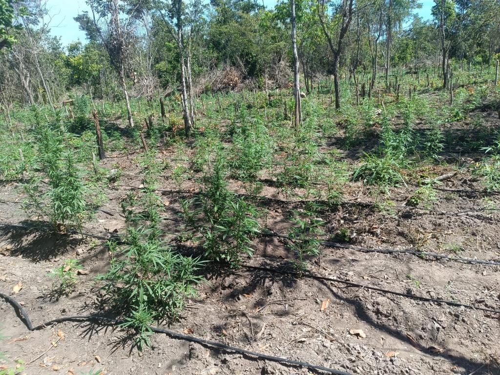 PM desarticula a 70ª invasão de terra e apreende plantação com 5 mil pés de maconha