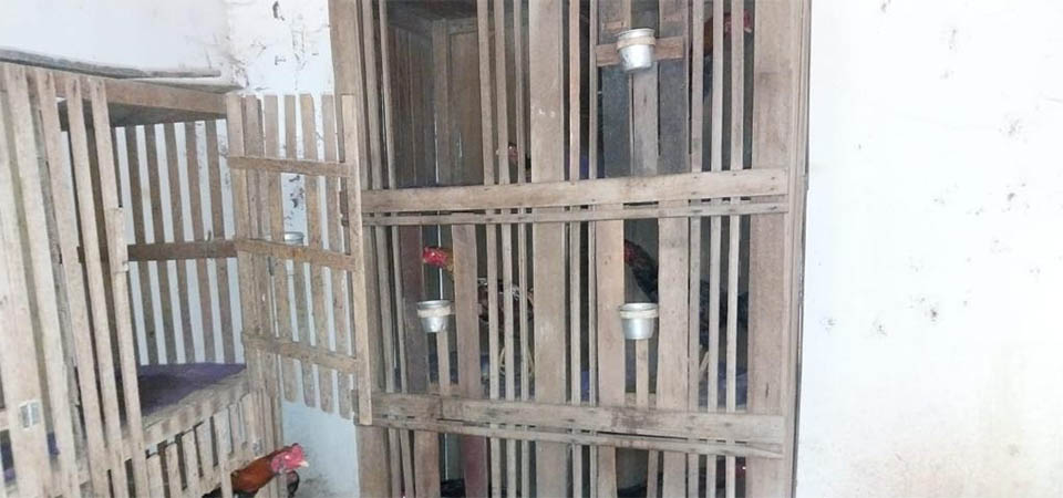 Polícia Civil fecha ponto de criação de galo de rinha