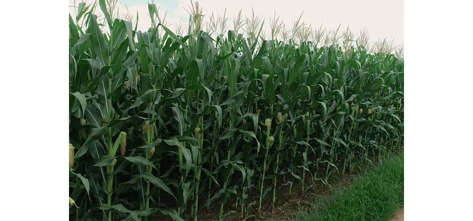 Prevenção e defesa natural da planta são fundamentais para produtividade de soja e milho