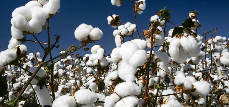 Mato Grosso intensifica combate ao bicudo nas lavouras de algodão